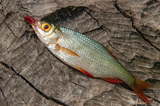 单一的普通的赤睛鱼鱼向自然的背景