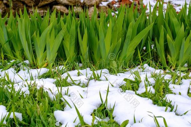 <strong>照片</strong>关于绿色的草和花树叶后的<strong>落下</strong>雪采用spring春季
