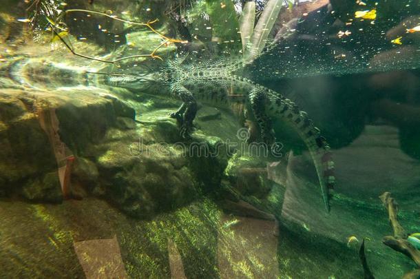 短吻鳄凯门鳄鳄鱼爬行动物采用动物园巴塞罗那
