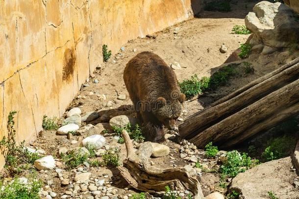棕色的熊熊属大小熊星座统称采用巴塞罗那动物园