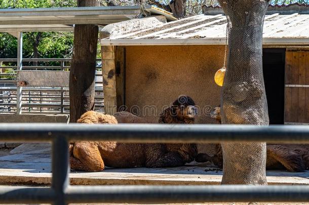bactriancamel双峰驼骆驼骆驼us巴克里纳斯采用巴塞罗那动物园