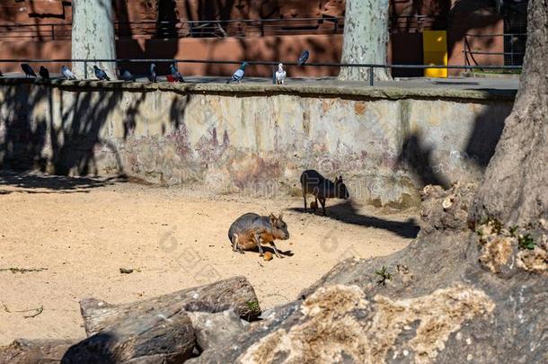 巴塔哥尼亚野兔多利科蒂斯巴塔哥那姆采用动物园巴塞罗那