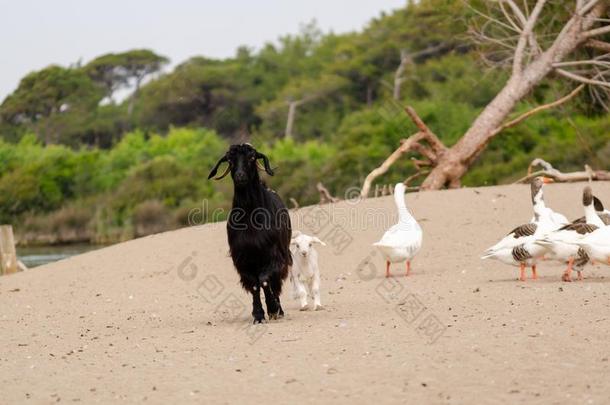 黑的山羊和白色的婴儿山羊