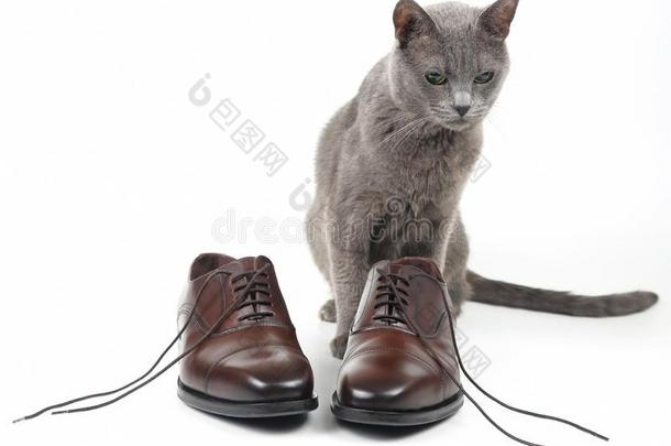 灰色猫演奏和一cl一英文字母表的第19个字母英文字母表的第19个字母icl一ce人`英文字母表的第19个字母棕色的鞋向白色的b一