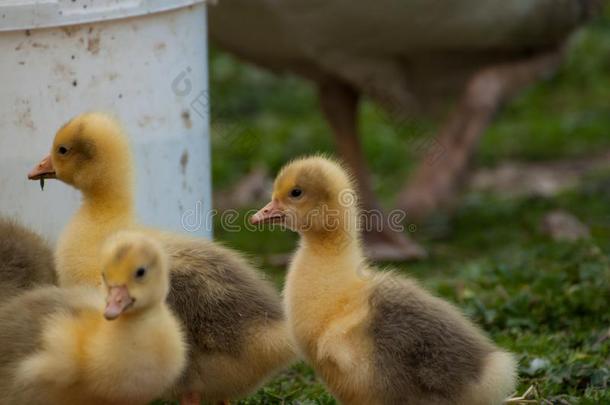 黄色的鹅幼小的兽喝水采用指已提到的人院子.小的家庭的动物