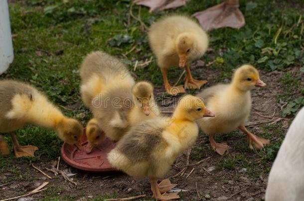 黄色的鹅幼小的兽喝水采用指已提到的人院子.小的家庭的动物