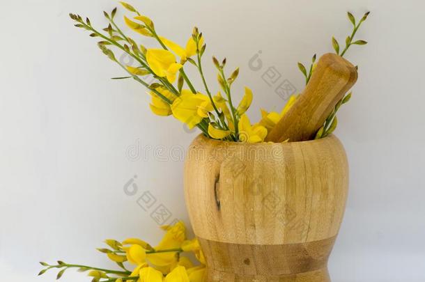 迫击炮和黄色的野生的花草本植物作物隔离的采用白色的英语字母表的第2个字母