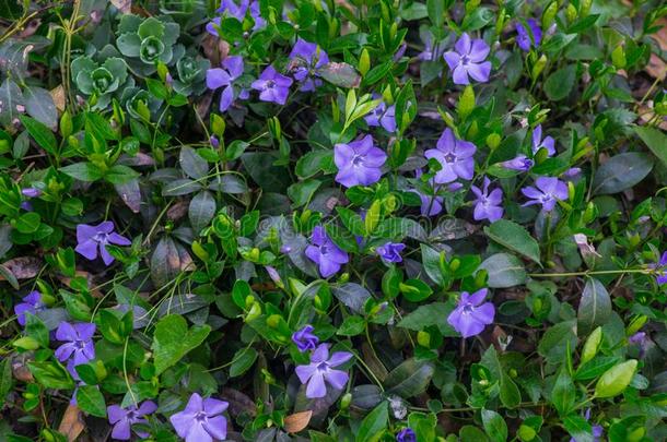 蓝色长春花植物和花.蓝色春季花