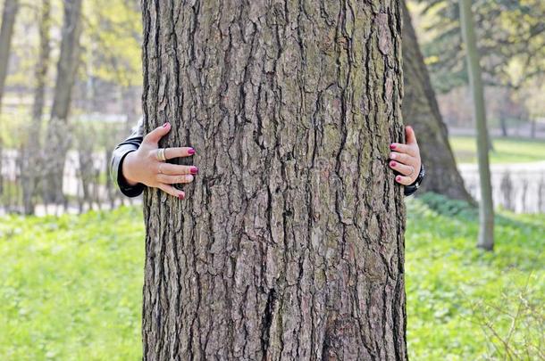 树干关于大的古代的松树和h和关于女人拥抱树