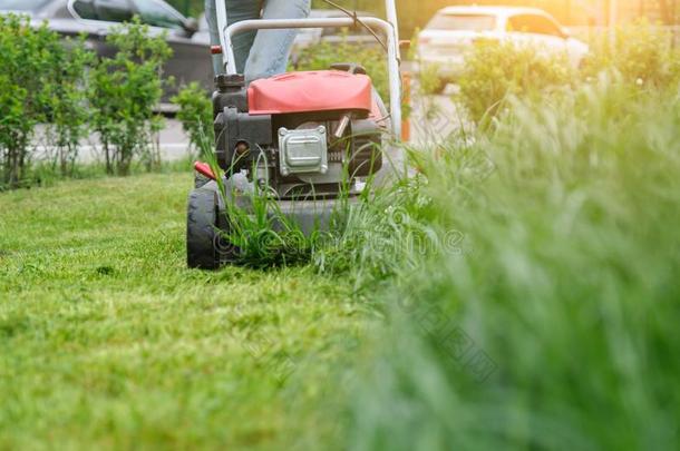 草地割草机锋利的绿色的草,园丁和lawn割草机工作的