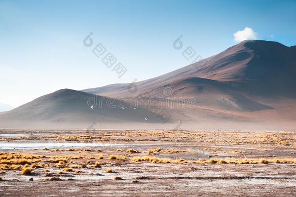 高的-高度风景采用<strong>高原高原</strong>,玻利维亚条子毛绒