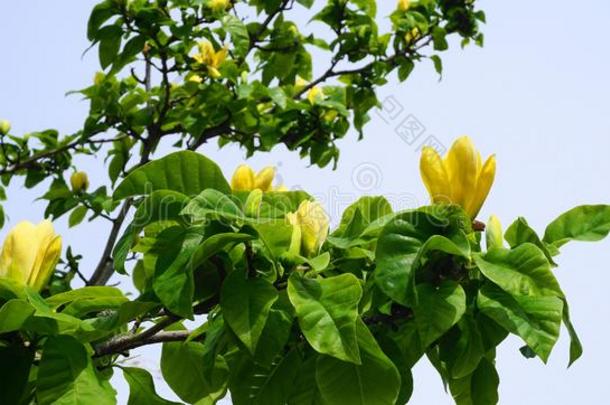 木兰花.美丽的黄色的开花木兰关在上面.