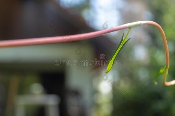 抽象的影像关于一包<strong>金箔</strong>的le一f关于一紫菀科植物,科学的n一me英语<strong>字</strong>母表的第16个<strong>字</strong>母