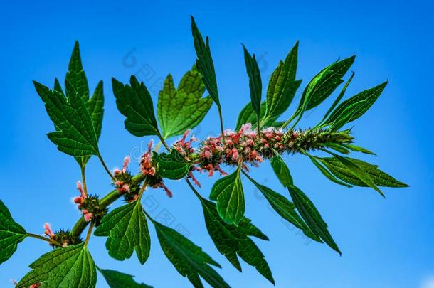 医学的植物草本植物西伯利亚的<strong>益母草</strong>,拉丁文名字<strong>益母草</strong>