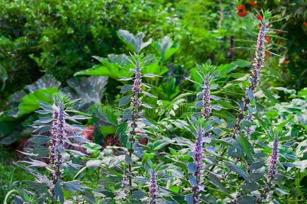 医学的植物草本植物西伯利亚的<strong>益母草</strong>,拉丁文名字<strong>益母草</strong>