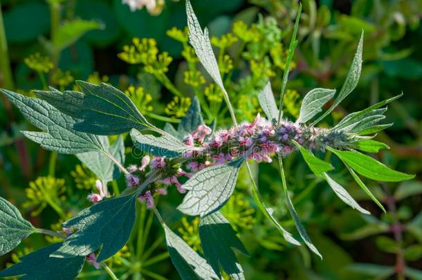 医学的植物草本植物西伯利亚的<strong>益母草</strong>,拉丁文名字<strong>益母草</strong>