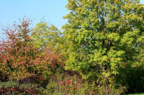 树和灌木开始向改变颜色采用秋