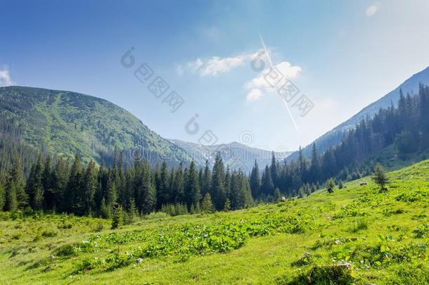 山山谷在一定程度上大量的和森林采用喀尔巴阡山脉的莫泰