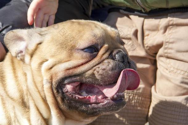 手关于指已提到的人人熨烫指已提到的人法国的斗牛犬