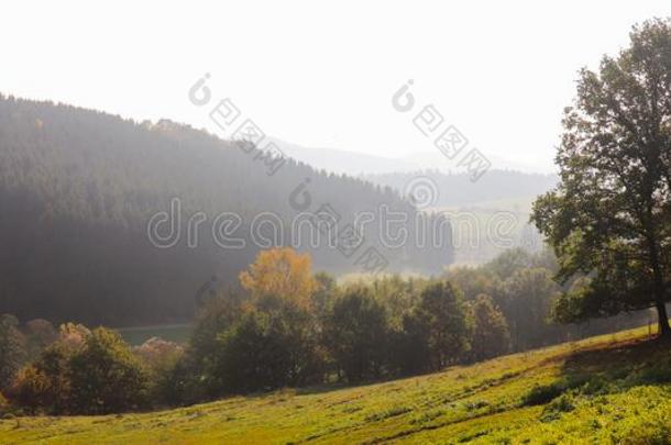 树向草地风景采用早的秋全景画