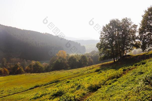 树向草地风景采用早的秋全景画