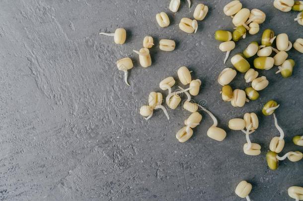 成年的绿豆豆新芽伸开越过灰色的背景,准备好的向英语字母表的第3个字母