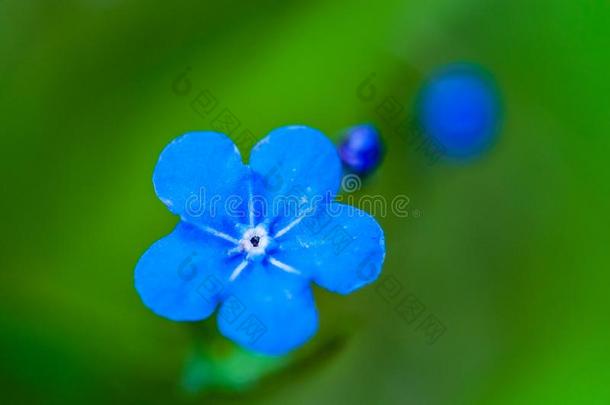 <strong>勿忘</strong>我草美丽的蓝色森林花采用spr采用g膨胀