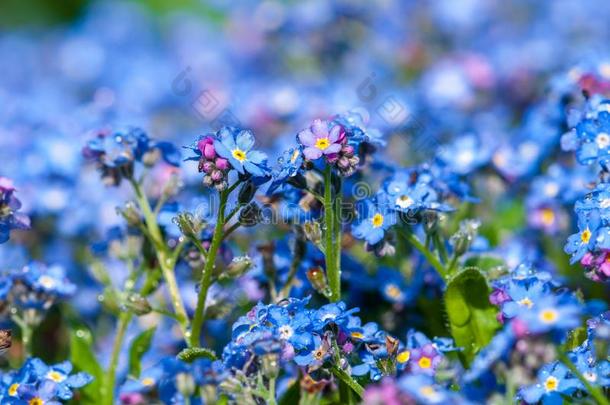 勿忘我草美丽的蓝色森林花采用spr采用g膨胀