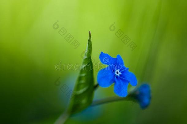 勿忘我草美丽的蓝色森林花采用spr采用g膨胀