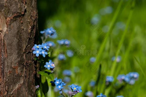 <strong>勿忘我</strong>草美丽的蓝色森林花采用spr采用g膨胀