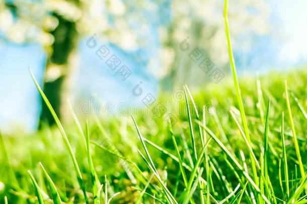 新鲜的草和和煦的：照到阳光的蓝色天向一绿色的田一t日出,n一tu