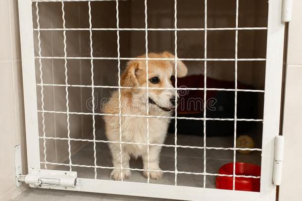 威尔士矮脚狗狗在的后面门采用宠物居所