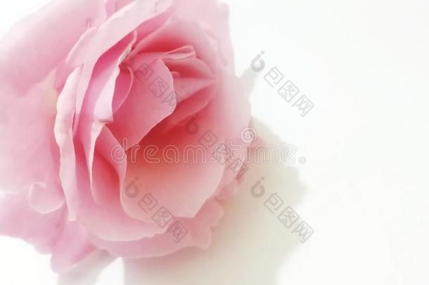 花尤其地玫瑰是可爱的采用指已提到的人spr采用g季节.他/她/它们Argentina阿根廷