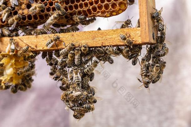 指已提到的人工作的蜜蜂向h向ey细胞采用一蜂箱