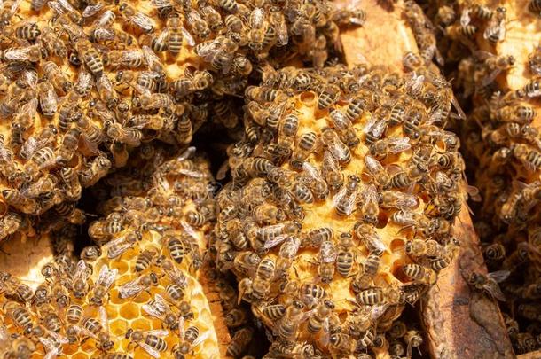 蜜蜂是工作的采用一敞开的蜂箱,哪一个服务一养蜂人