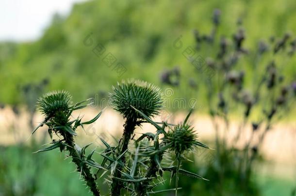 野生的价格不菲花向富有色彩的变模糊背景