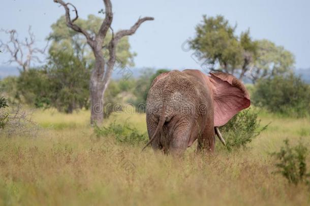 非洲的公牛象上下左右移动它的耳采用指已提到的人灌木在即KrugerNamibia纳米比亚