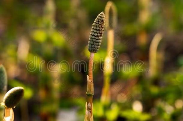 医学的植物马尾向指已提到的人背景关于林中空地