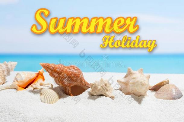 夏假日背景和文本.海中软体动物的壳向指已提到的人海滩