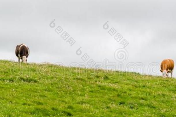 地貌和地貌关于爱尔兰.母牛放牧在近处悬崖关于莫赫