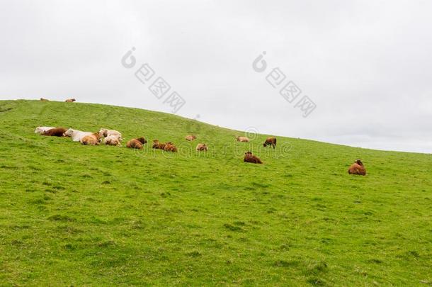 地貌和地貌关于爱尔兰.母牛放牧在近处悬崖关于莫赫