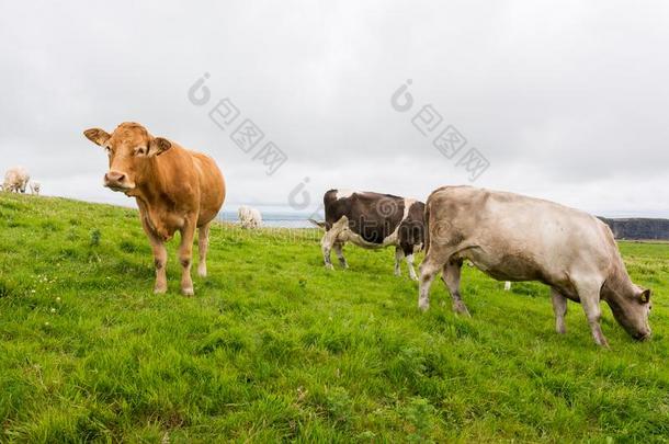 <strong>地貌</strong>和<strong>地貌</strong>关于爱尔兰.母牛放牧在近处悬崖关于莫赫