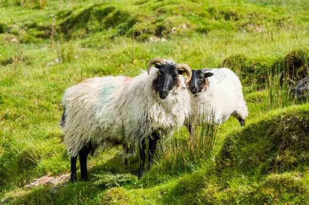 地貌和地貌关于爱尔兰.羊放牧,康内马拉采用高尔韦councillor顾问