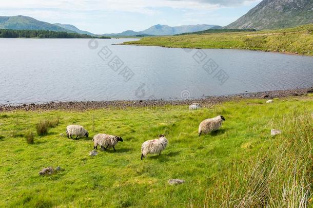 地貌和地貌关于爱尔兰.羊放牧,康内马拉采用高尔韦councillor顾问