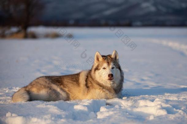 美丽的和自<strong>傲</strong>的西伯利亚的嗓子哑的狗说谎采用指已提到的人<strong>雪</strong>菲耶尔