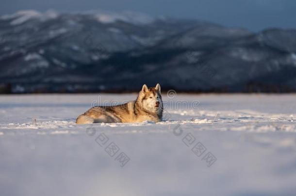美丽的和自傲的西伯利亚的嗓子哑的狗说谎采用指已提到的人雪菲耶尔