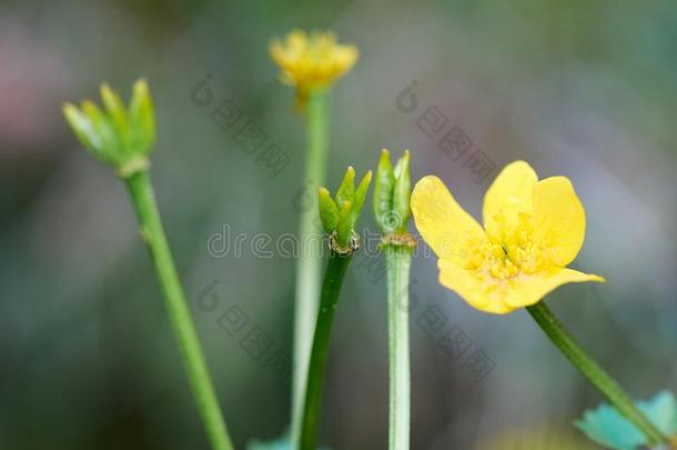 黄色的花关于<strong>毛茛</strong>属植物阿克里斯向绿色的草背景.妈