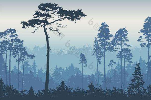 森林风景背景.松树在黎明.N在ure.旅游和
