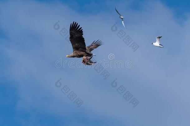 白色的有尾的鹰飞行的和赶上和跟随在旁边别的鸟