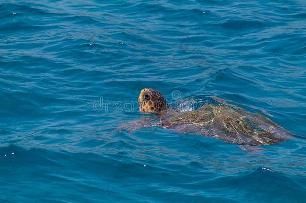 临时<strong>看护</strong>人临时<strong>看护</strong>人大的海龟在近处扎金托斯,希腊
